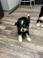 Australian Shepherd Puppies for sale in Holiday, FL, USA. price: $650