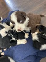 Australian Shepherd Puppies for sale in Brighton, CO, USA. price: $1,000