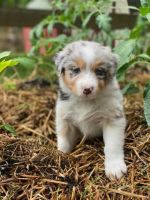 Australian Shepherd Puppies for sale in Richmond, Virginia. price: $1,200