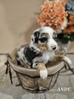 Australian Shepherd Puppies for sale in Auburn, Indiana. price: $2,250