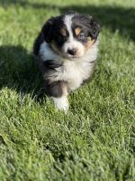 Australian Shepherd Puppies for sale in Moxee, Washington. price: $600