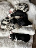 Australian Shepherd Puppies for sale in Wenatchee, Washington. price: $1,000