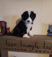 Australian Shepherd Puppies for sale in Russell Springs, KY 42642, USA. price: $450