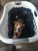 Australian shapard collie