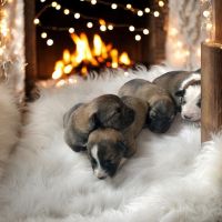 GERMAN AUSTRALIAN SHEPHERD puppies for sale