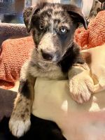 Australian Shepherd Puppies for sale in Toledo, OH, USA. price: $550