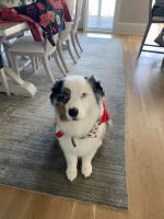 Australian Shepherd Puppies for sale in Wilmington, NC, USA. price: NA