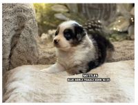 Australian Shepherd Puppies for sale in Bethany, CT 06524, USA. price: $2,500