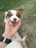 Australian Shepherd Puppies for sale in Warwick QLD 4370, Australia. price: $4,000