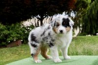 Australian Shepherds