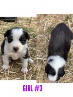 Full Blood Aussies looking for forever homes!