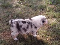 Australian Shepard puppies