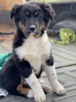 AKC Australian shepherd