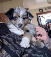 Australian Silky Terrier Puppies Photos