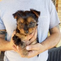 Australian Silky Terrier Puppies Photos