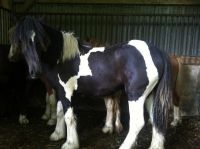 Australian Stock Horse Horses Photos