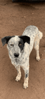 Australian Stumpy Tail Cattle Dog Puppies for sale in Las Vegas, NM 87701, USA. price: $100