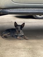 Australian Stumpy Tail Cattle Dog Puppies for sale in Townsville, Queensland. price: $600