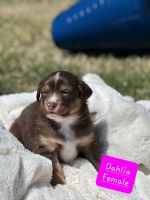 Australian Stumpy Tail Cattle Dog Puppies for sale in Harrah, Oklahoma. price: $800