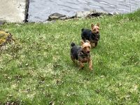 Australian Terrier Puppies for sale in East Calais, Calais, VT, USA. price: $500
