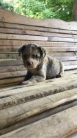 Australian Terrier Puppies for sale in Cave City, KY 42127, USA. price: $200