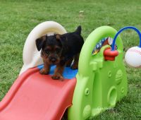 Australian Terrier Puppies for sale in Kennesaw, Georgia. price: NA