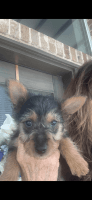 Australian Terrier Puppies for sale in Fort Worth, Texas. price: $950