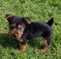 Australian Terrier Puppies for sale in Sacramento, CA, USA. price: $609
