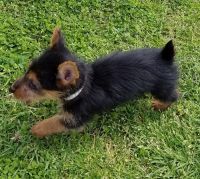 Australian Terrier Puppies for sale in Beverly Hills, CA 90210, USA. price: $650