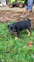 Austrian Black and Tan Hound Puppies for sale in Washington, DC, USA. price: $475