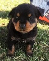 Austrian Pinscher Puppies for sale in New York, NY, USA. price: $500