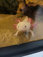 Axolotl Reptiles for sale in Spring, TX 77373, USA. price: $500