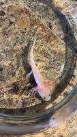 Axolotl Reptiles for sale in Clarksville, Tennessee. price: $10