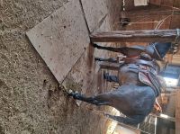 Azteca Horses for sale in Sauk Village, IL 60411, USA. price: $4,500