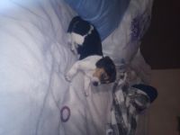 Bagel Hound  Puppies for sale in Lawndale, California. price: $1,000