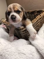 Bagel Hound  Puppies for sale in Vallejo, CA, USA. price: $2,000