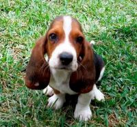 Bagel Hound  Puppies for sale in Tulsa, Oklahoma. price: $500