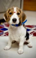 Bagel Hound Puppies for sale in Subramanyapura, Bengaluru, Karnataka, India. price: 25,000 INR