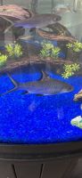 Bala Shark Fishes for sale in Lexington, KY 40509, USA. price: $20