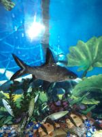 Bala Shark Fishes for sale in Frostburg, MD 21532, USA. price: NA