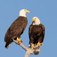 Bald Eagle Birds Photos