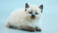 Balinese Cats for sale in Detroit, Michigan. price: $550