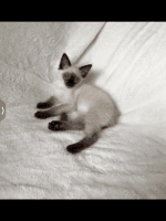 Balinese Cats for sale in Stevensville, Maryland. price: $1,800