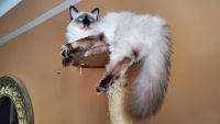 Balinese Cats for sale in Brooklyn, New York. price: NA