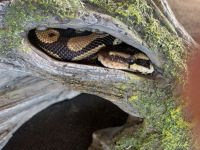 Young Male ball python for sale