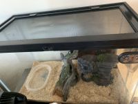 Young Male ball python for sale