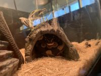 Young Male ball python for sale