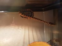 Ball python morph(pastel)