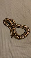 Normal morph ball python