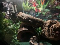 Normal morph ball python